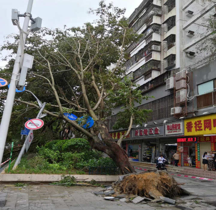 連根拔起的大樹和電線桿 連根拔起的大樹和電線桿