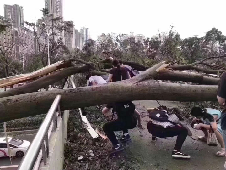 在斷林里穿梭的市民1 在斷林里穿梭的市民1