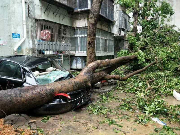 被倒地大樹壓扁的轎車 被倒地大樹壓扁的轎車